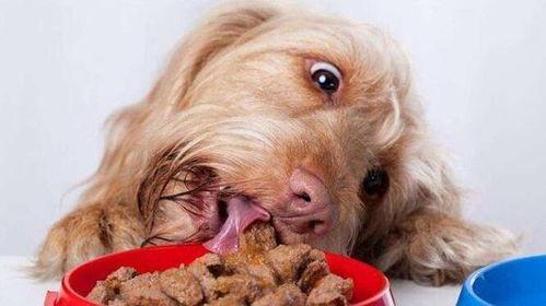 狗狗吃小蓝瓜好吗视频,狗狗食用小蓝瓜的安全性探讨