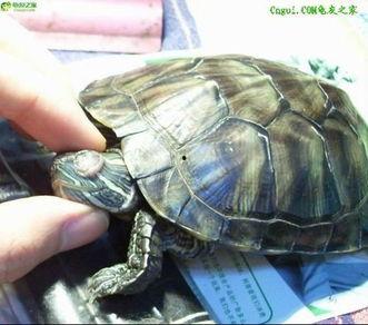 巴西龟吃瓜最快的视频,谁才是瓜界“吃瓜王”